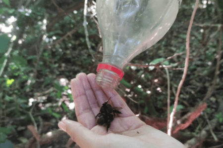 Área atingida por rejeitos em Mariana tem mais abelhas, porém perde variedade de espécies