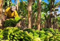 Área plantada com frutas cresce 29% em Minas Gerais em dez anos