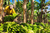 Área plantada com frutas cresce 29% em Minas Gerais em dez anos
