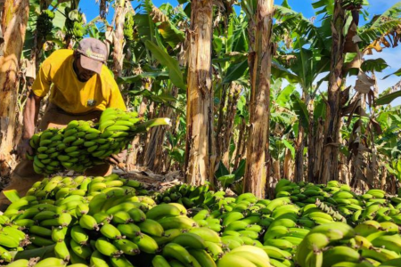 Área plantada com frutas cresce 29% em Minas Gerais em dez anos