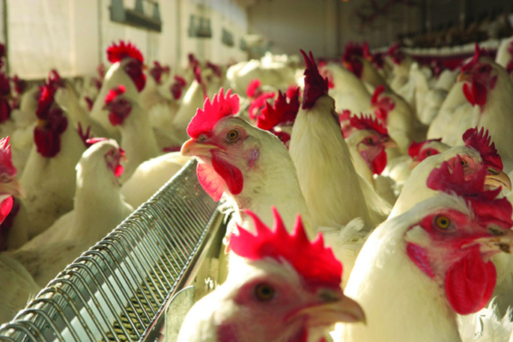 Exportações de carne de frango de MT crescem 24% e batem recorde em nove anos