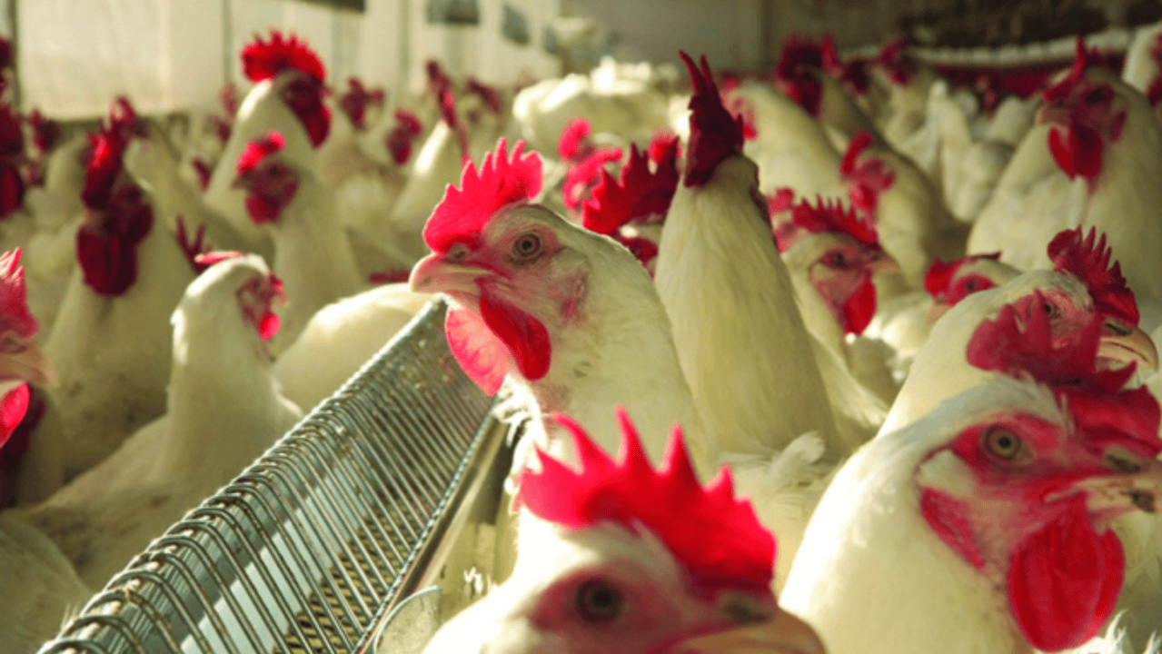 Exportações de carne de frango em Mato Grosso batem recorde de nove anos