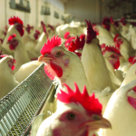 Exportações de carne de frango de MT crescem 24% e batem recorde em nove anos