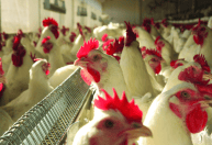 Exportações de carne de frango de MT crescem 24% e batem recorde em nove anos