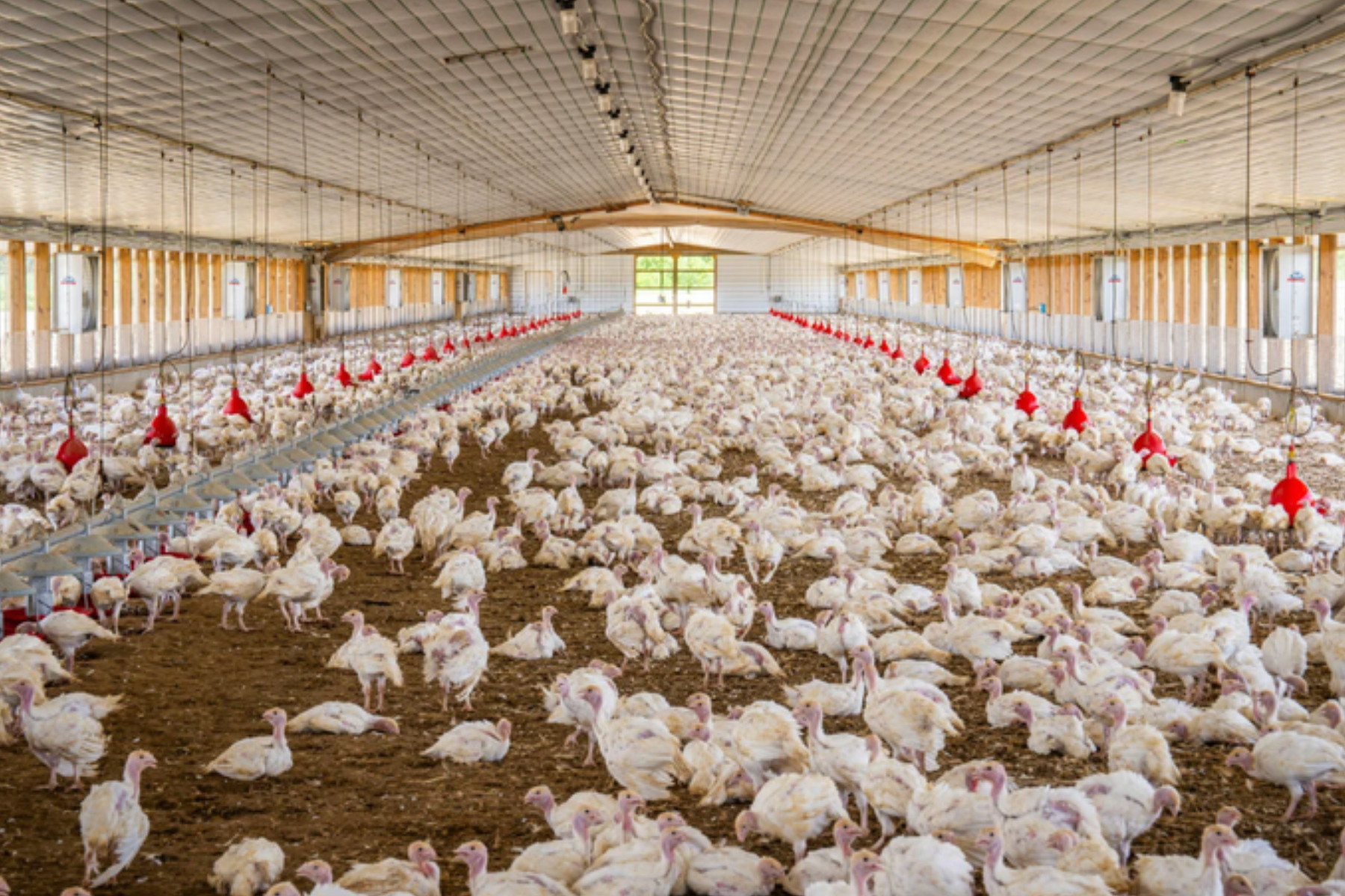 Regionalização sanitária evita perdas de US$ 954 milhões na avicultura brasileira