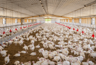 Regionalização sanitária evita perdas de US$ 954 milhões na avicultura brasileira