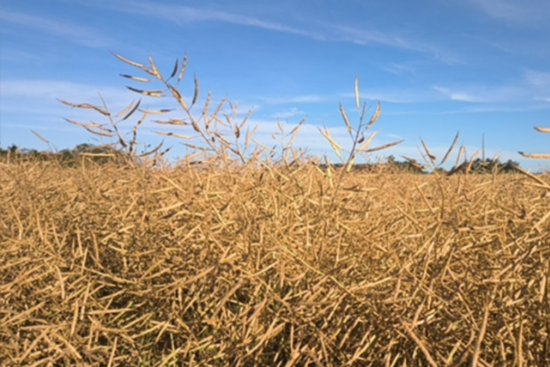 Canola entra na fase final no Rio Grande do Sul, mas granizo e ventos elevam perdas