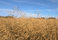 Canola entra na fase final no Rio Grande do Sul, mas granizo e ventos elevam perdas
