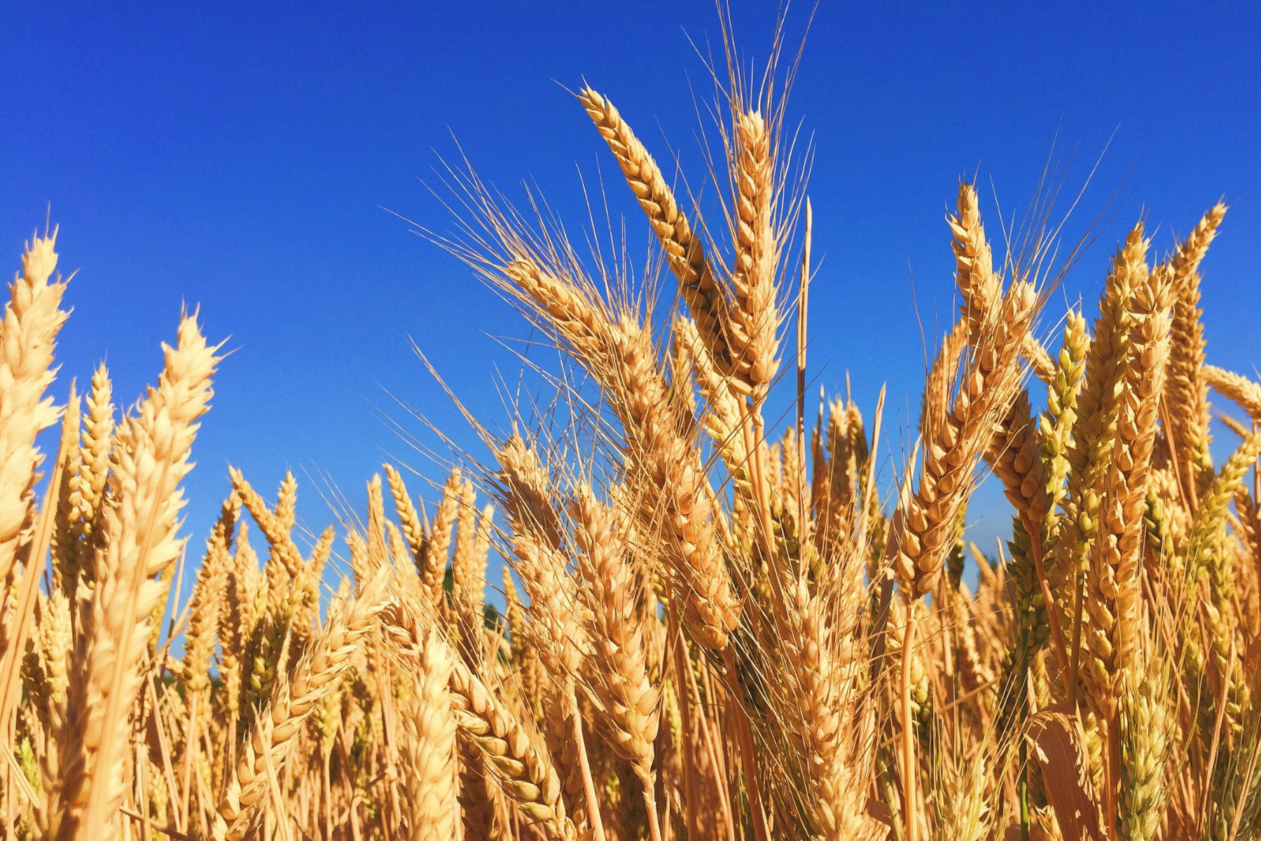 Importações de trigo caem, mas qualidade do cereal preocupa mercado