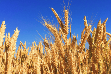 Plantação de trigo com plantas dispostas em fileiras em uma área agrícola.