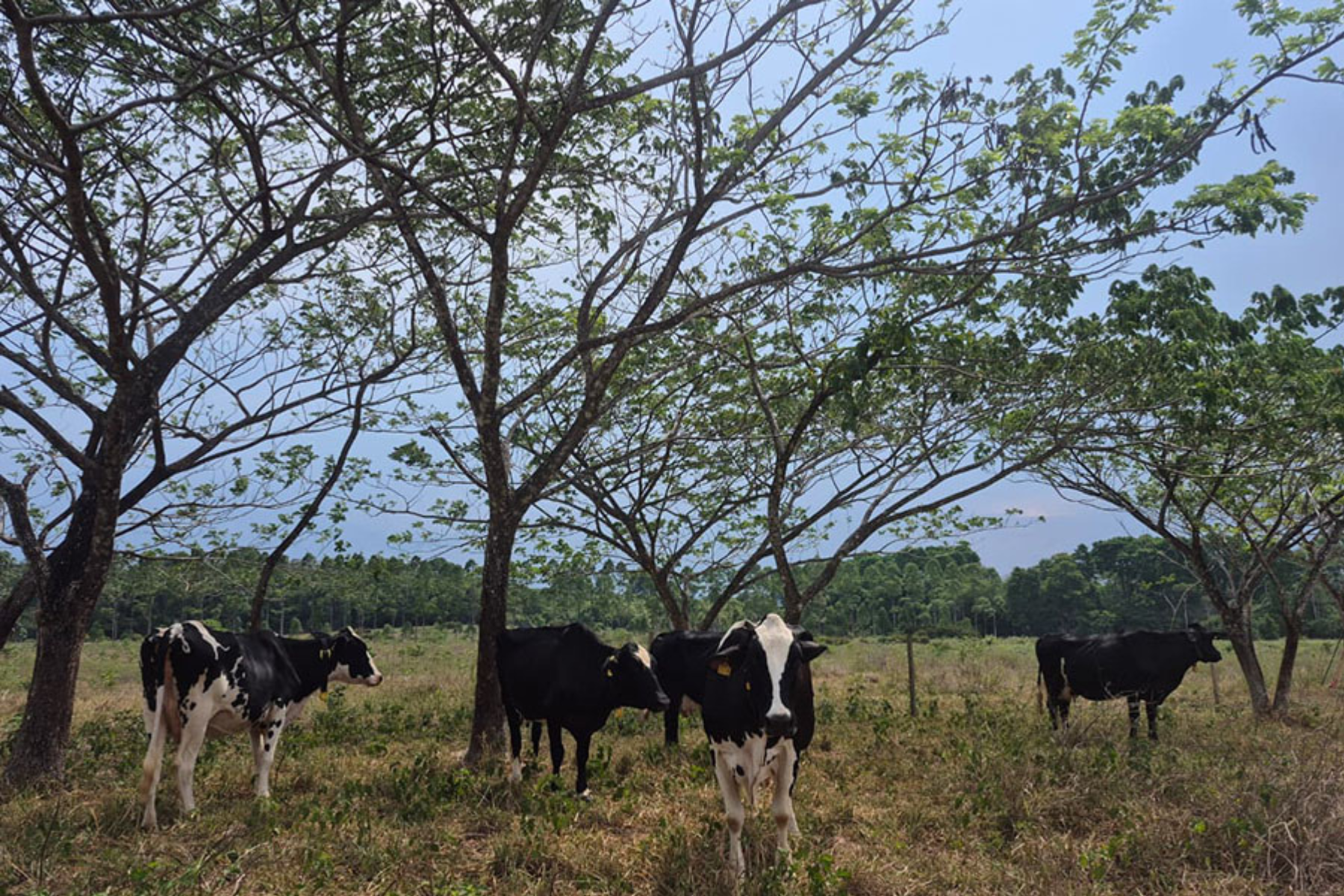 Árvore nativa melhora solo e ajuda a conservar carbono em áreas de pecuária