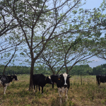 Árvore nativa melhora solo e ajuda a conservar carbono em áreas de pecuária