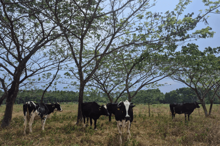 Bovinos pretos e brancos pastam em uma área de vegetação rasteira, sob árvores de copa ampla que oferecem sombra. Ao fundo, há mais vegetação e árvores, sob céu azul.