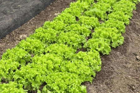 Plantação de alface em canteiros organizados, com fileiras de folhas verdes.
