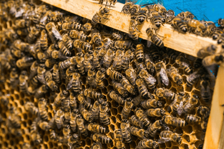 Abelhas Apis mellifera agrupadas sobre os favos de uma colmeia.