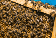 Oscilação de temperatura aumenta risco para colônias de abelhas Apis mellifera e exige manejo