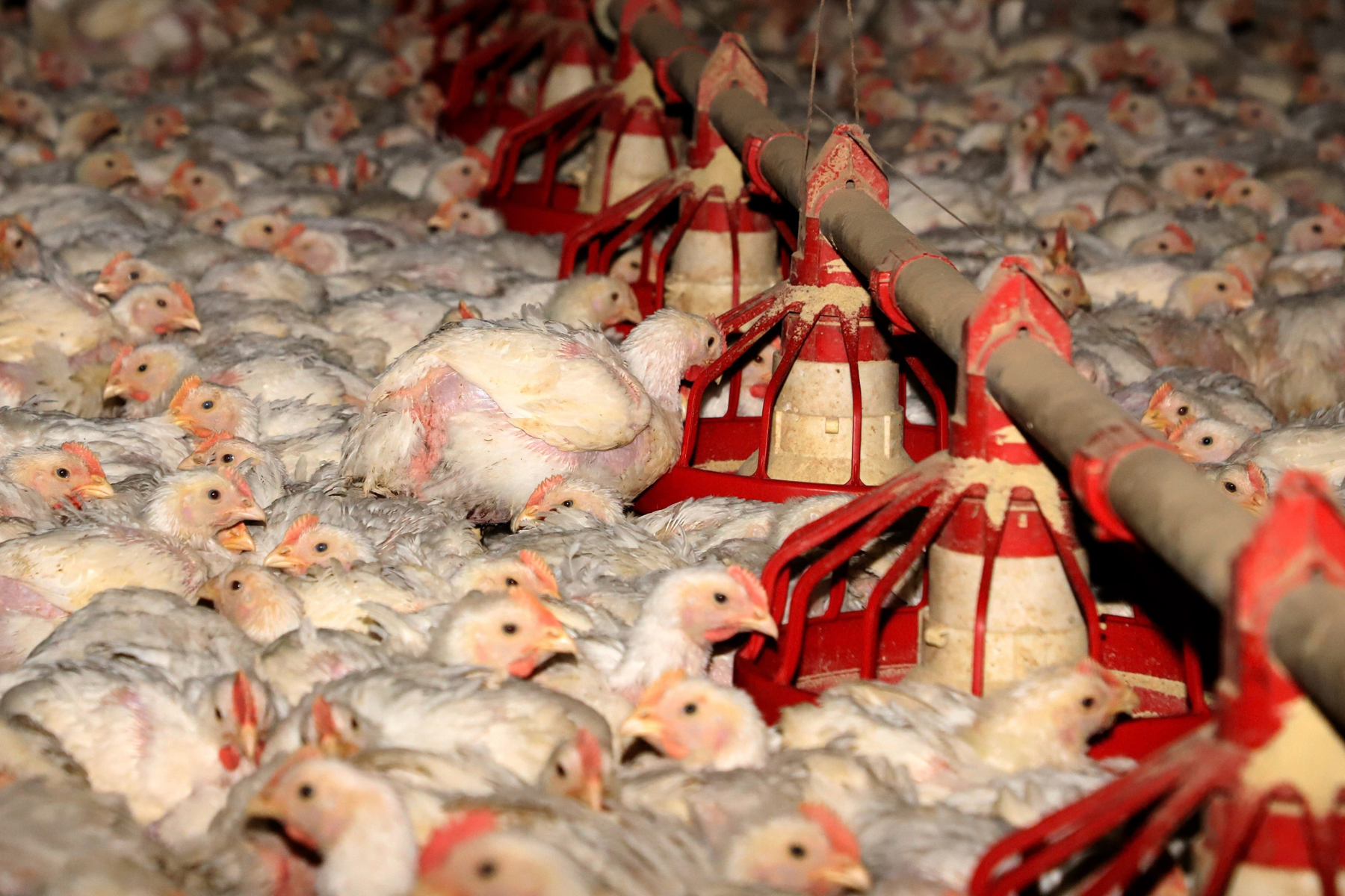 Paraná abate 1,1 bilhão de frangos no semestre e amplia produção de carne