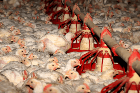 equenos frangos agrupados no interior de uma granja, em instalação destinada à criação de aves.