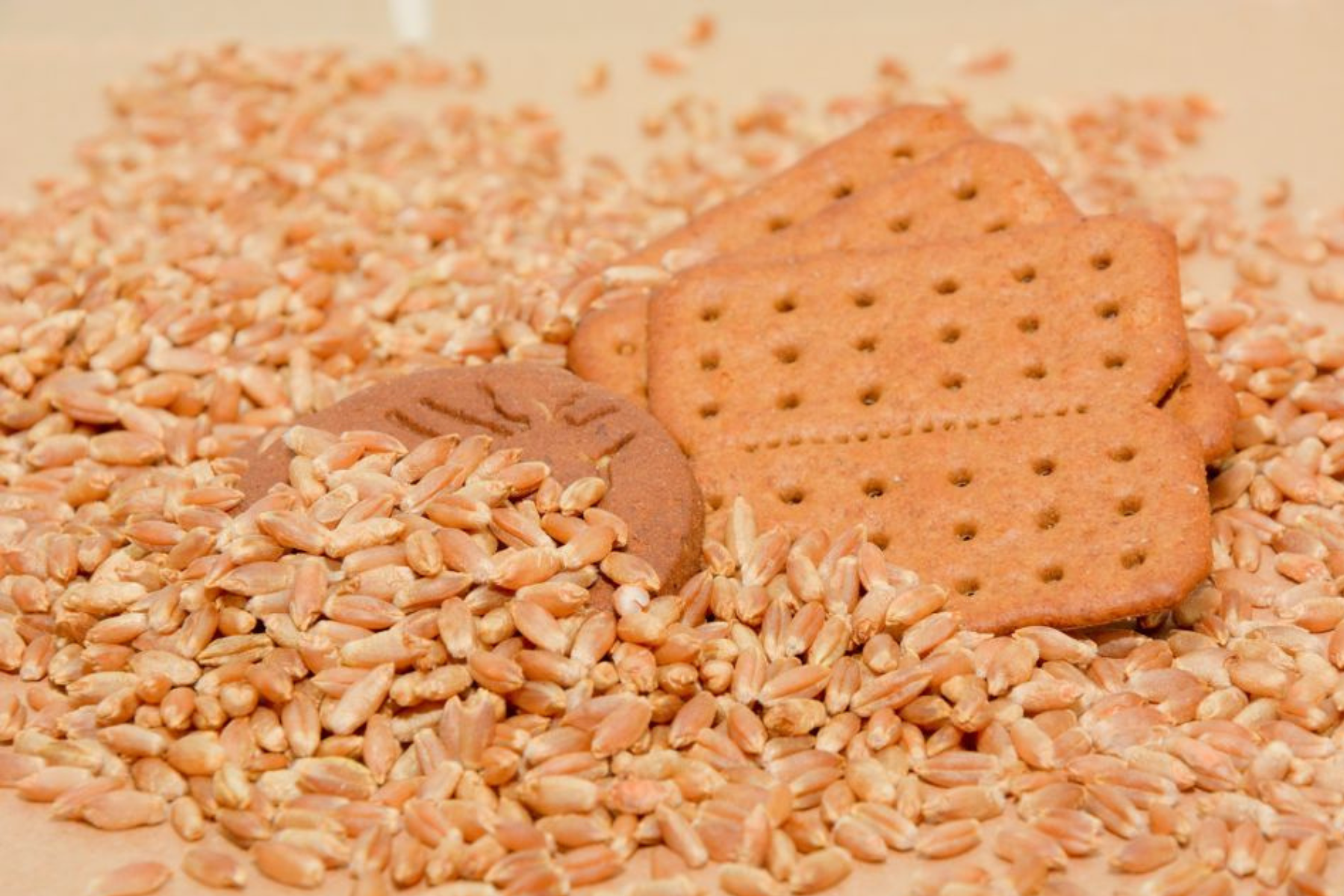 Triticale pode substituir farinha de trigo em biscoitos, aponta pesquisa