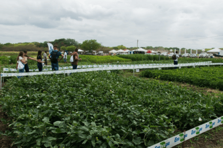 Campo de exposição agropecuária com áreas demonstrativas de cultivo e estruturas destinadas à apresentação de tecnologias e produtos do agronegócio.
