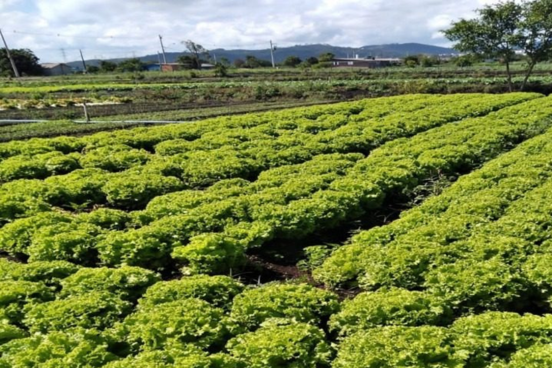 SP libera R$ 2 milhões em crédito para produtores afetados por chuvas em Mogi das Cruzes