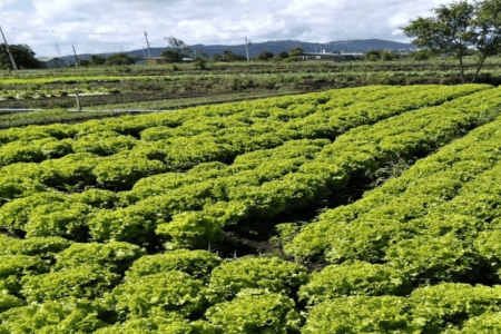 Plantação de alface com fileiras de plantas verdes cultivadas em canteiros agrícolas.