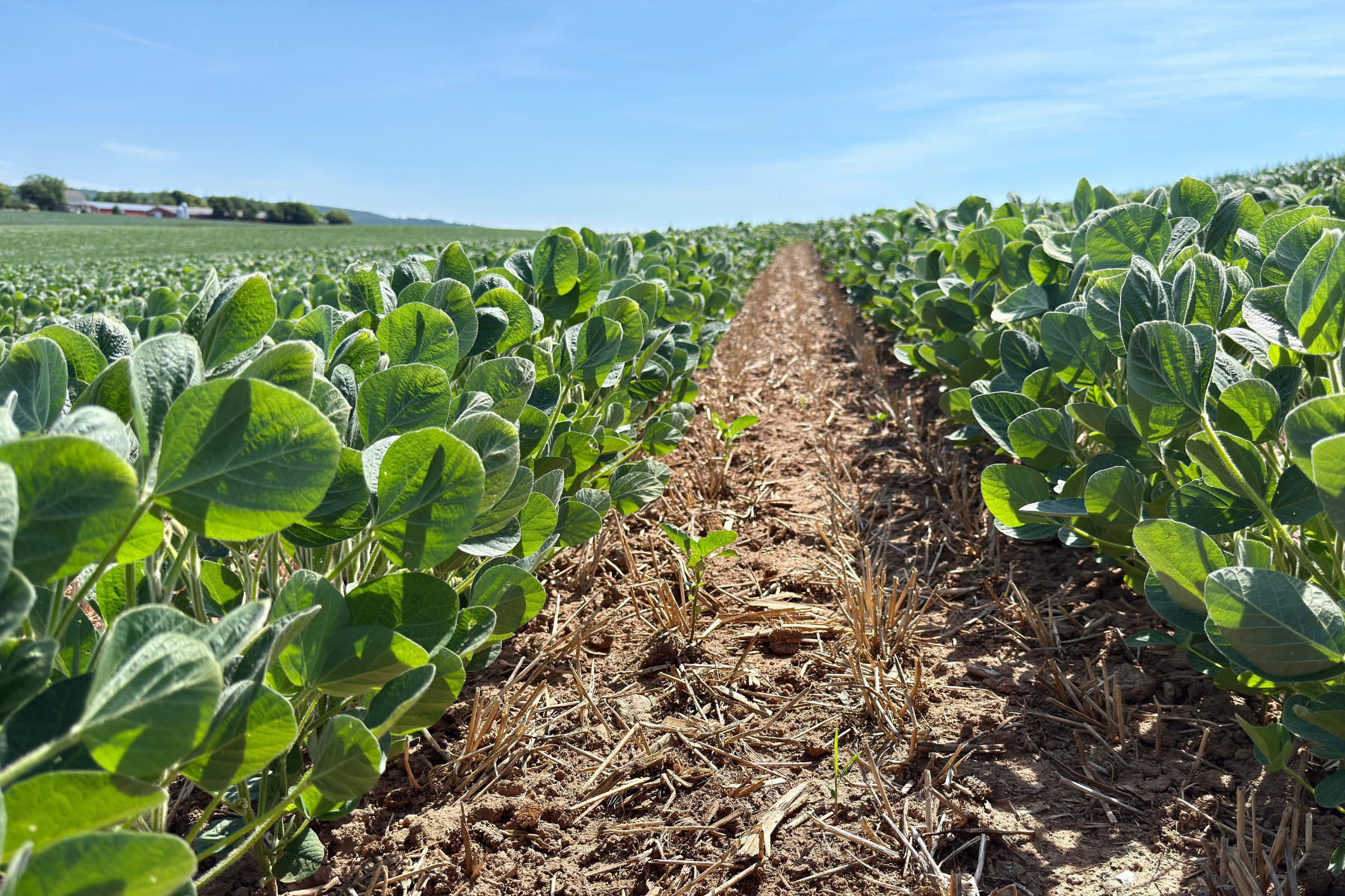 Chuvas favorecem plantio da soja em Mato Grosso, mas prejudicam trigo no Sul