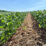 Chuvas favorecem plantio da soja em Mato Grosso, mas prejudicam trigo no Sul