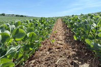 Chuvas favorecem plantio da soja em Mato Grosso, mas prejudicam trigo no Sul