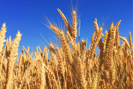 Plantação de trigo com espigas maduras em uma área agrícola.
