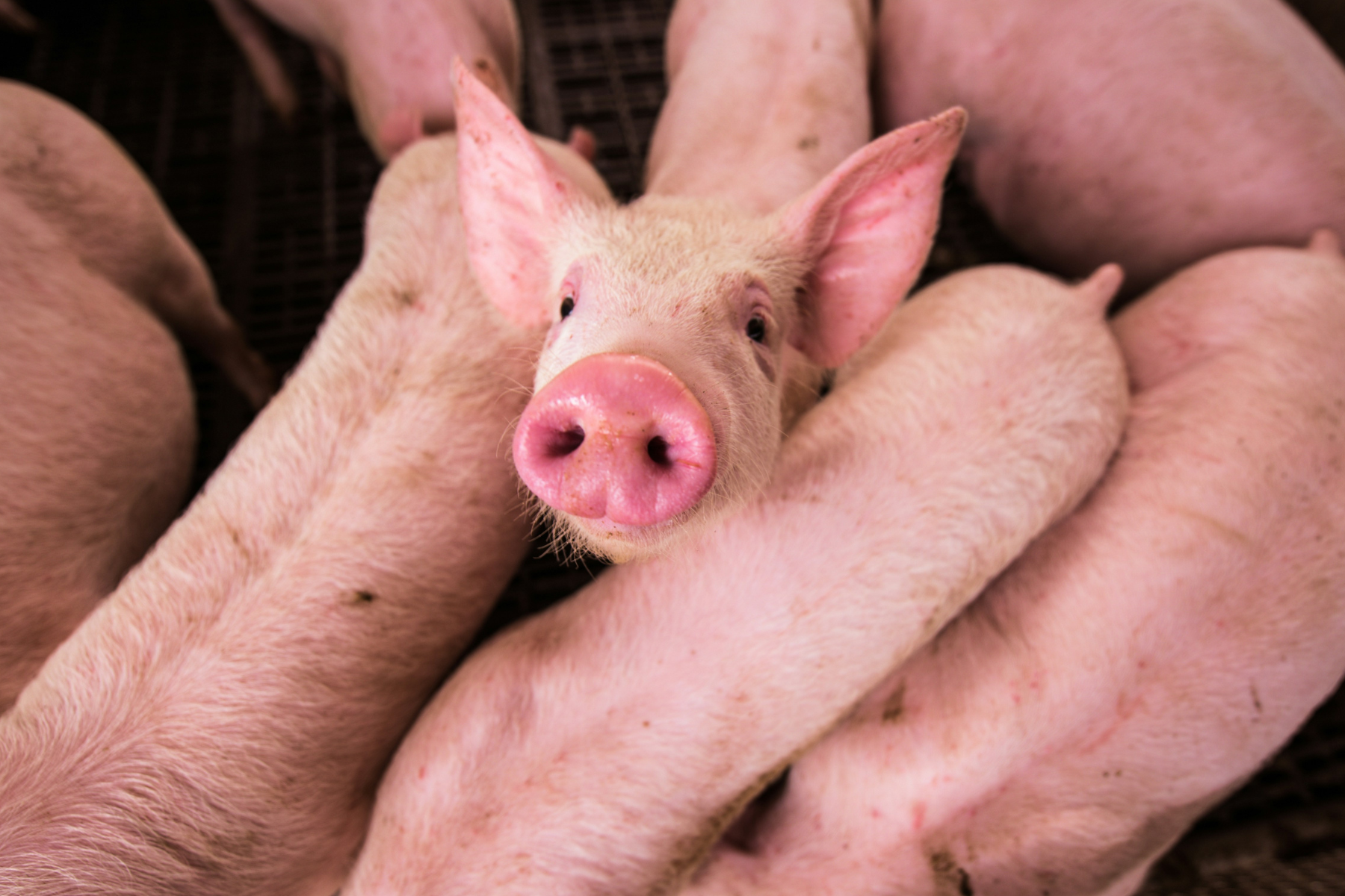 Preços do suíno vivo e da carne sobem no início de outubro