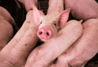 Preços do suíno vivo e da carne sobem no início de outubro