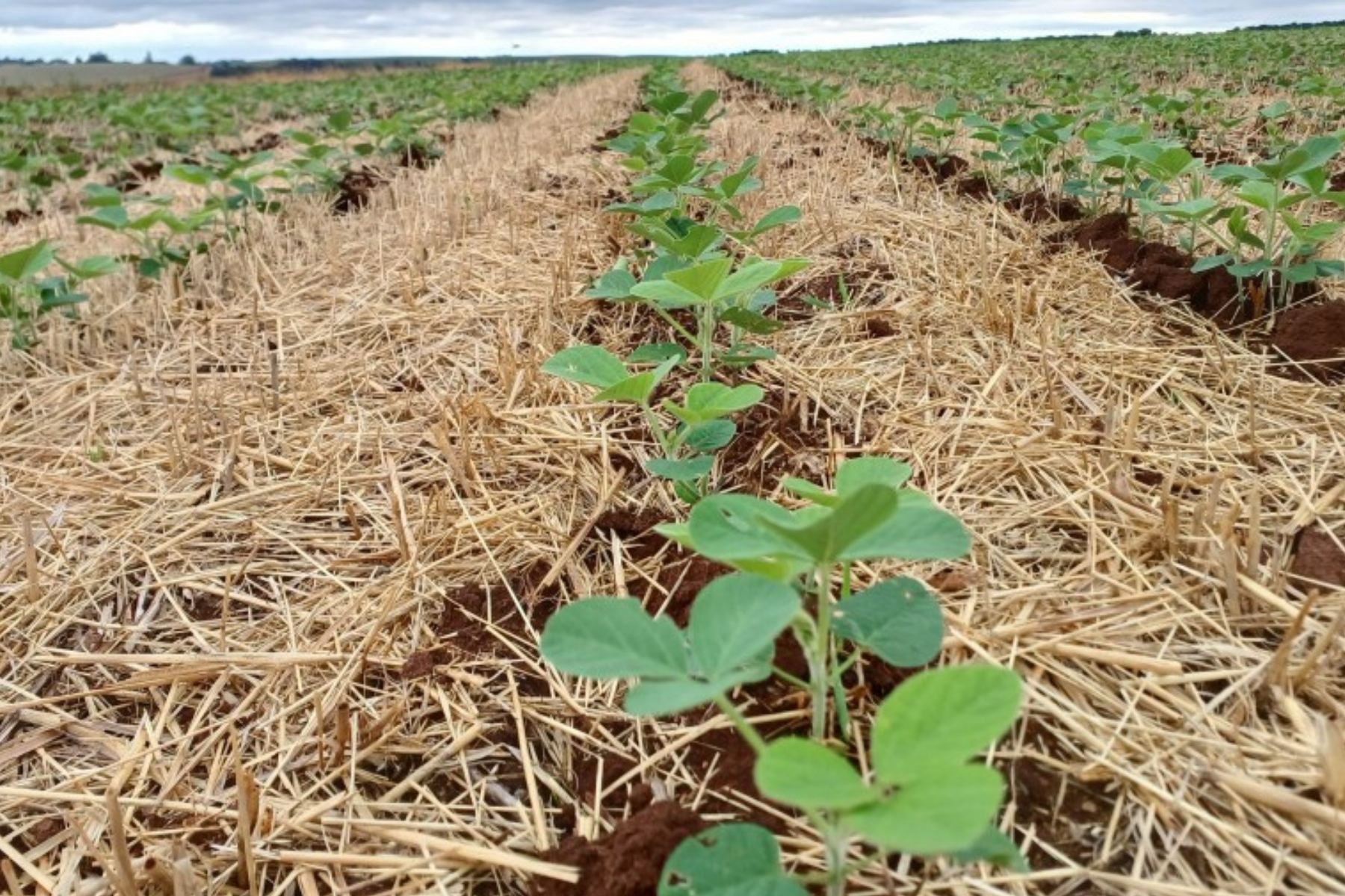 Rio Grande do Sul autoriza plantio antecipado de soja em 20,4 mil hectares