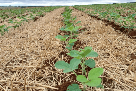 Plantação de soja recém-semeada, com pequenas plantas verdes começando a emergir do solo em linhas paralelas.