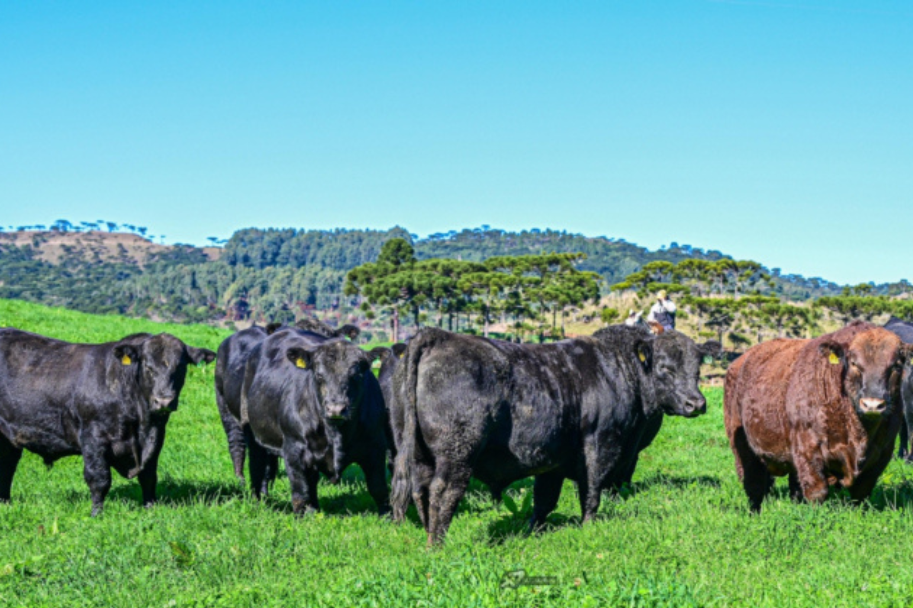 Touros Ultrablack têm maior preço médio em leilões de Santa Catarina