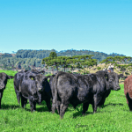 Touros Ultrablack têm maior preço médio em leilões de Santa Catarina