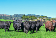 Touros Ultrablack têm maior preço médio em leilões de Santa Catarina