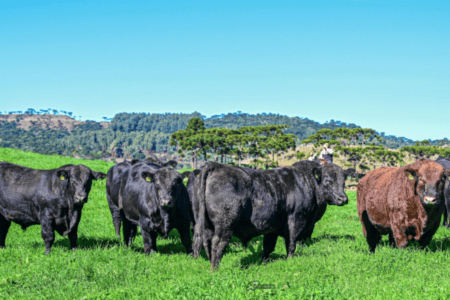 Touros Ultrablack têm maior preço médio em leilões de Santa Catarina