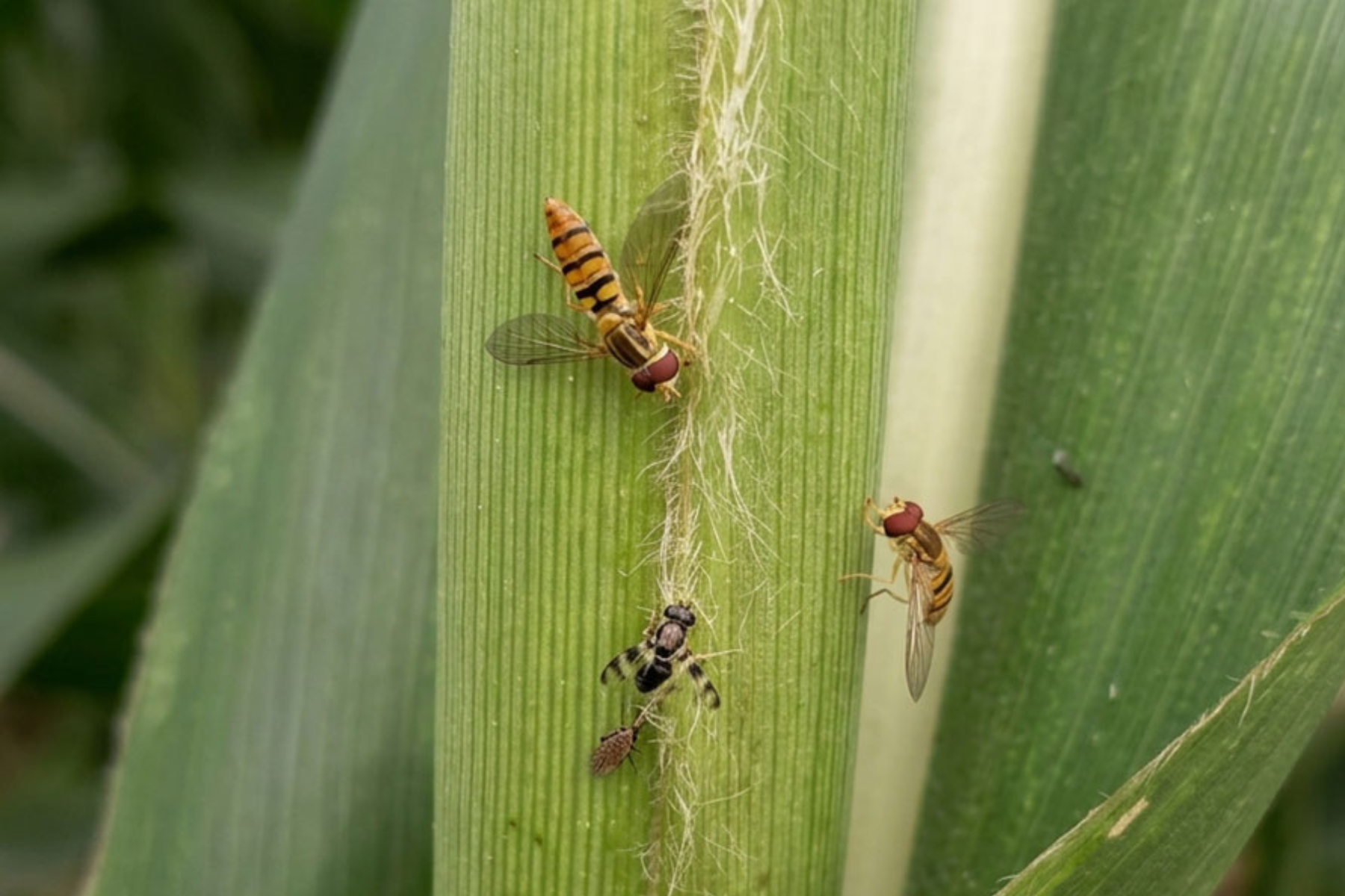 Pesquisa conclui que Mosca-sirfídeo reduz a infestação do pulgão-do-sorgo em lavouras
