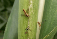 Pesquisa conclui que Mosca-sirfídeo reduz a infestação do pulgão-do-sorgo em lavouras