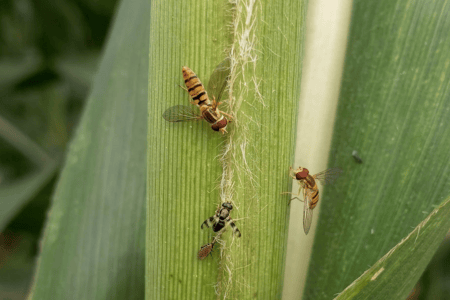 Insetos sobre uma planta de sorgo, entre folhas e estruturas da cultura.