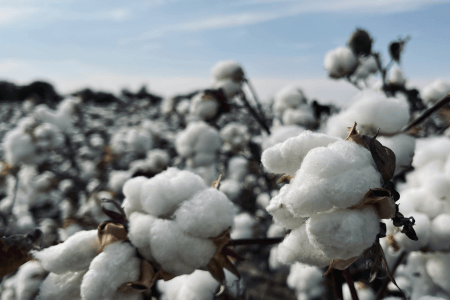 Algodão branco em plantas de uma lavoura, com capulhos abertos e fibras expostas.