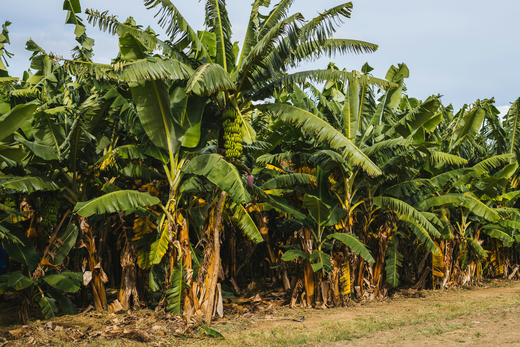 Preço da banana prata sobe na Bahia; calor prejudica qualidade
