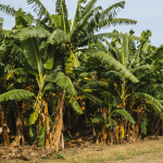 Preço da banana prata sobe na Bahia; calor prejudica qualidade