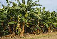 Preço da banana prata sobe na Bahia; calor prejudica qualidade