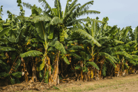 Preço da banana prata sobe na Bahia; calor prejudica qualidade