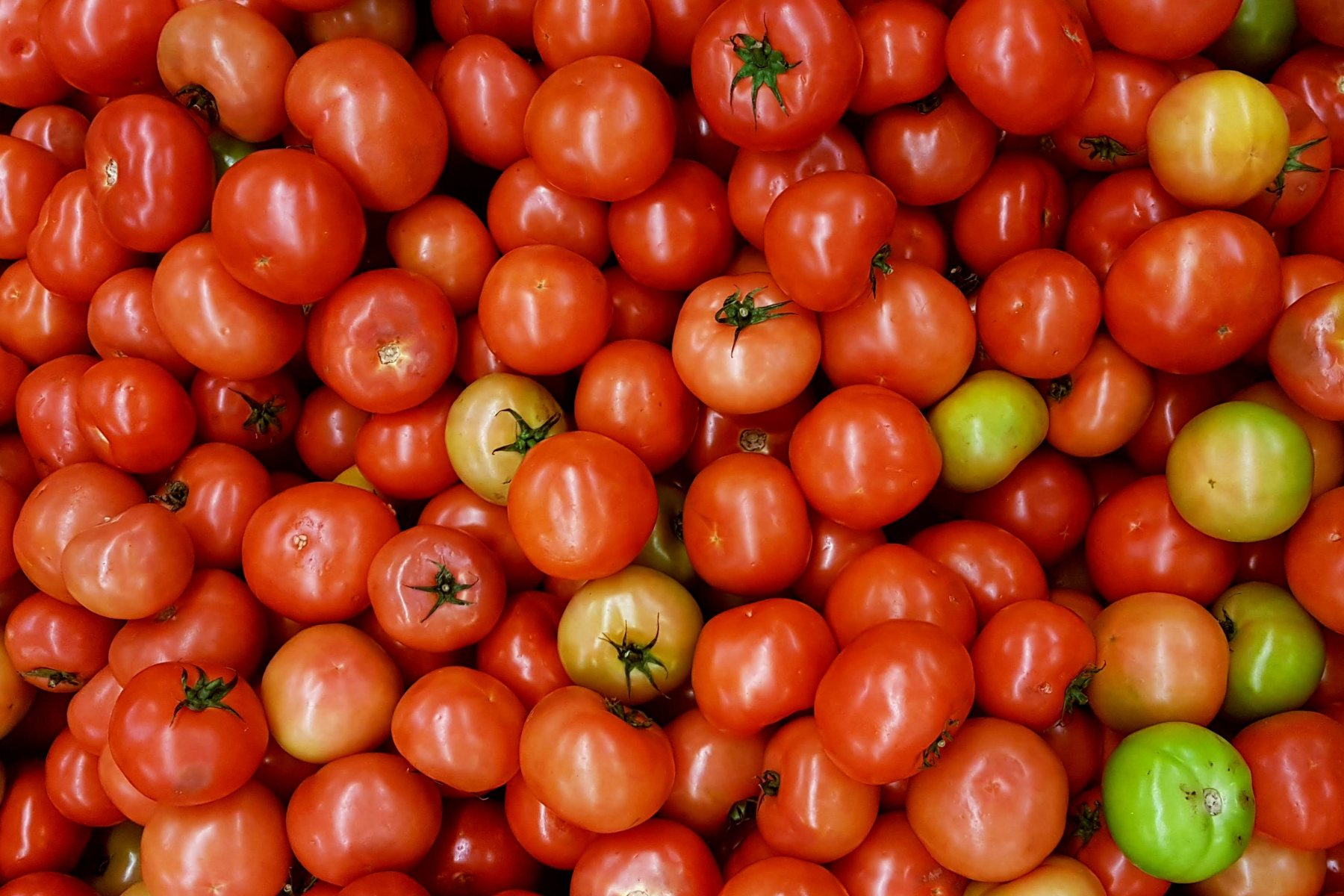 Preço do tomate dispara 61% em setembro após redução da oferta em SP