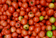 Preço do tomate dispara 61% em setembro após redução da oferta em SP