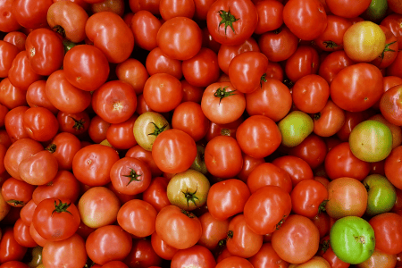 Tomates vermelhos e maduros agrupados, com a superfície lisa e brilhante, prontos para comercialização.