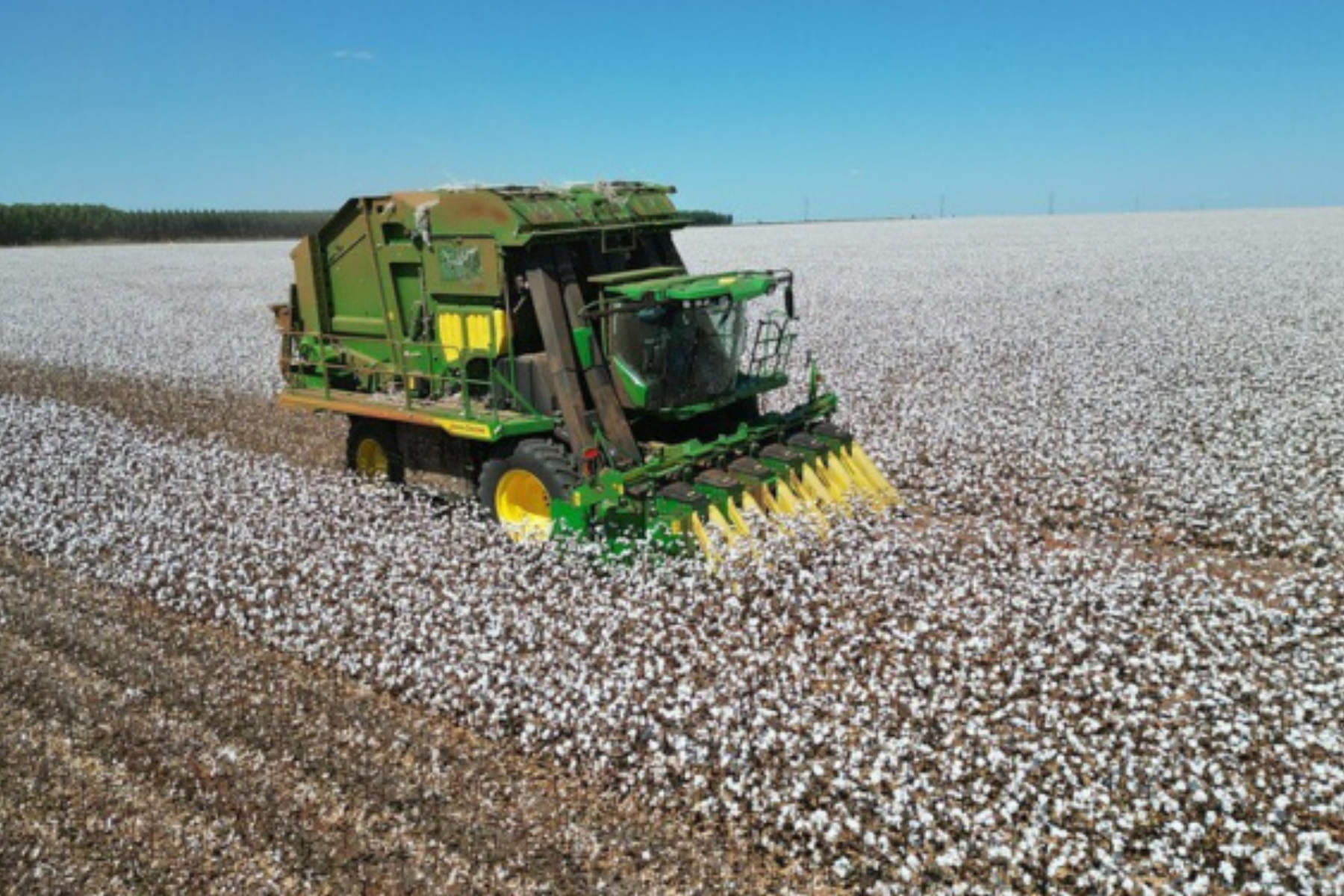 MT bate recorde de produtividade por hectare na safra 2025/26 de algodão